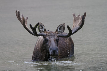 Shiras Moose in Colorado. Shiras are the smallest species of Moose in North America
