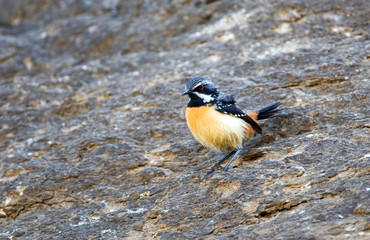 Obraz na płótnie Canvas Orange-breasted Rockjumper (Chaetops aurantius), also known as Drakensbergen Rockjumper, standing on a rock at Sani Pass in South Africa.