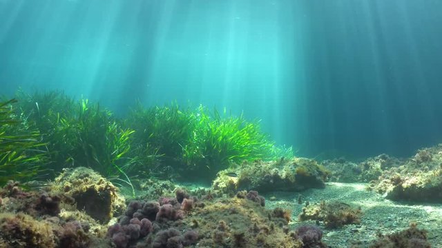 Natural sunlight underwater with some seagrass on the seabed, Mediterranean sea, France