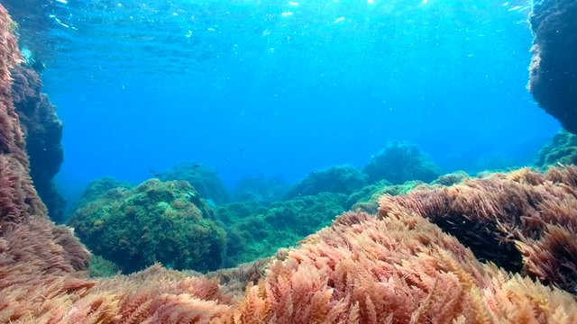 Seabed with rocks and red algae underwater in Mediterranean sea