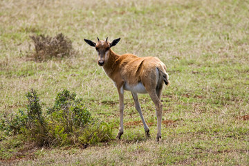 Naklejka na ściany i meble Bontebok (Damaliscus pygargus) in game park in South Africa.