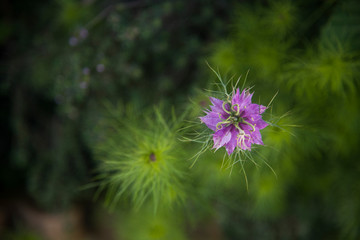 isolated flower at garden into greenery