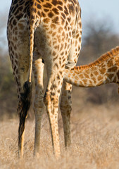 Giraffe (Giraffa camelopardalis) drinking with its mother in Kruger national park in South Africa.