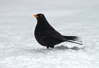 Common Blackbird male standing in fresh snow during cold winter in the Netherlands.