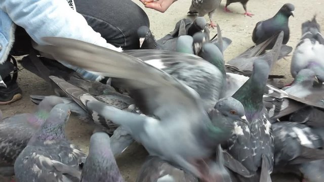 girl feeding pigeons with hands in the town square