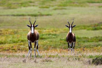 Naklejka na ściany i meble Two Bonteboks (Damaliscus pygargus) in game park in South Africa. Standing alert, looking straight in to the camera.