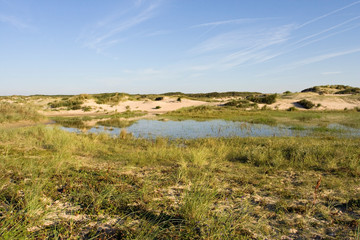 Fototapeta na wymiar Landscape of typical habitat of sandy dunes and low grasses in Berkheide, national park south of Katwijk, in the Netherlands. 