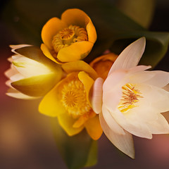bouquet of yellow and white lotus water lilies with green leaf. Flower composition.