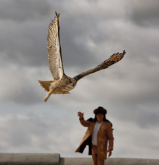 Great Horned Owl free flying away from handler at Khoja Ahmed Yasawi mausoleum Turkestan Kazakhstan