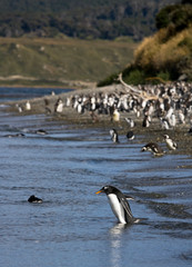 Naklejka premium Gentoo Penguin (Pygoscelis papua) standing on beach near Ushuaia in southern Argentina. Walking in to the water.