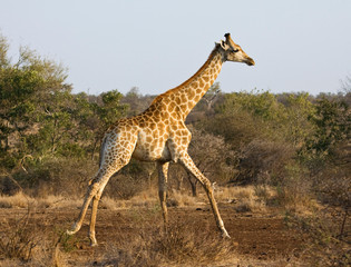 Naklejka na ściany i meble Giraffe (Giraffa camelopardalis) running in Kruger national park in South Africa.