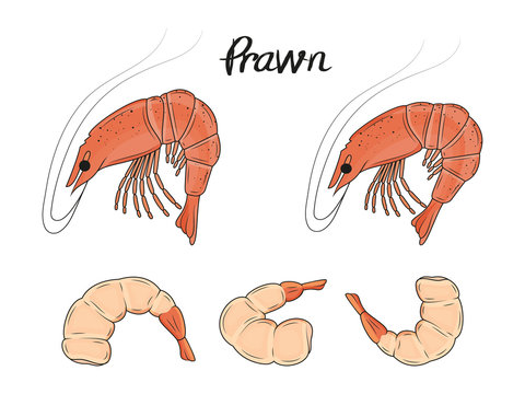 Collection of hand drawn prawns. sea food. vector illustration. isolated objects. for advertising and menus of cafes and restaurants.