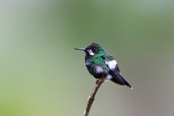 Green Thorntail (Discosura conversii) in lower west slope of Andes in Ecuador. Perched in a small twig.