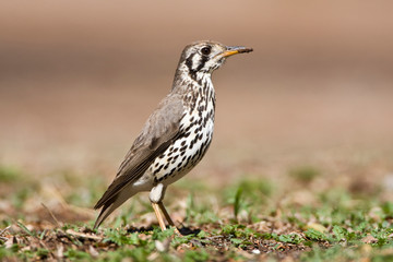 Groundscraper Thrush (Psophocichla litsitsirupa) standing on the ground in a safari camp in Kruger National Park in South Africa.