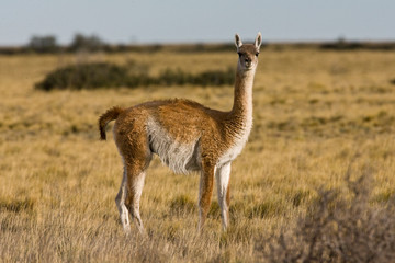 Guanaco (Lama guanicoe) in the steppes of Patagonia in Argentina