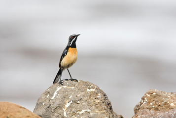 Adult male Orange-breasted Rockjumper (Chaetops aurantius), also known as Drakensbergen Rockjumper, standing on a rock at Sani Pass in Leshoto.