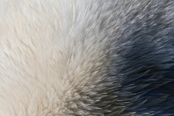 Closeup of fur of wild Polar Bear (Ursus maritimus) on Svalbard, arctic Norway.