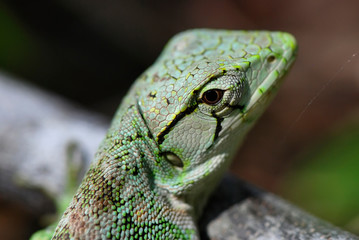  Many-colored Bush Anole photographed in Guarapari, Espirito Santo - Southeast of Brazil. Atlantic Forest Biome. Picture made in 2007.