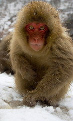 Japanese Macaque foraging in the snow in Japan