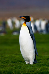 Fototapeta premium King Penguin (Aptenodytes patagonicus) in South Georgia island in the south Atlantic ocean.