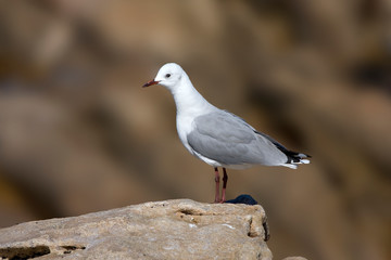 Hartlaub's Gull (Chroicocephalus hartlaubii) along the coast of South Africa.