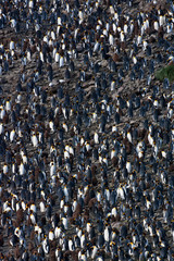 Colony of King Penguins (Aptenodytes patagonicus) in South Georgia island in the south Atlantic ocean.