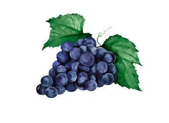 Watercolor blue grape. Raster fruit illustration for a cookbook, ingredients of recipes, advertising, cards for children and botanical magazines. Natural and organic agriculture.