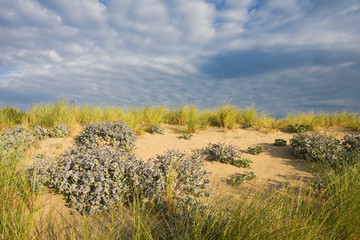 Sea Holly in coastal dunes of Katwijk in the Netherlands.