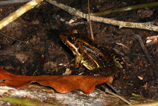 Butter Frog photographed in Guarapari, Espirito Santo - Southeast of Brazil. Atlantic Forest Biome. Picture made in 2007