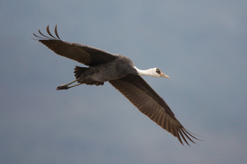 Fototapeta premium Hooded Crane (Grus monacha) wintering in Japan