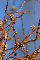 background of spring Buds of blackthorn or sloe, Prunus spinosa specie