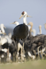 Fototapeta premium Hooded Crane (Grus monacha) wintering in Japan