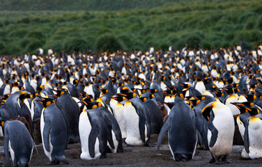 Colony of King Penguins (Aptenodytes patagonicus) in South Georgia island in the south Atlantic ocean.