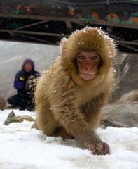 Japanese Macaque foraging in the snow in Japan