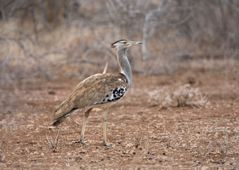 Kori Bustard (Ardeotis kori) walking in the Kruger National Park in South Africa during the dry season.