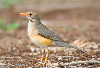 Kurrichane Thrush (Turdus libonyana) standing on the ground in a safari camp in Kruger National Park in South Africa. Side view of an adult bird.