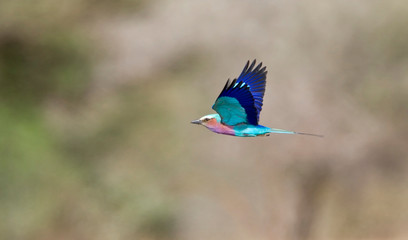 Lilac-breasted Roller (Coracias caudatus) in flight over Kruger National Park in South Africa.
