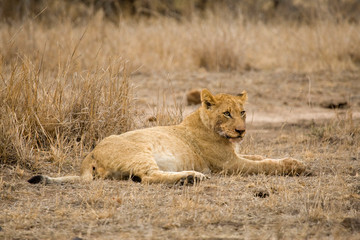 African Lion in Kruger National Park in South Africa
