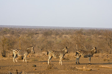 Fototapeta na wymiar Three Plains Zebra?s in Kruger National Park in South Africa during the dry season.