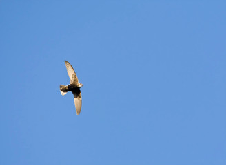 Little Swift (Apus affinis) in flight in South Africa.