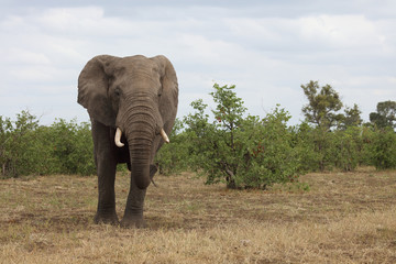 Afrikanischer Elefant / African elephant / Loxodonta africana