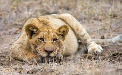 African Lion in Kruger National Park in South Africa