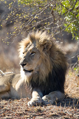 African Lion in Kruger National Park in South Africa
