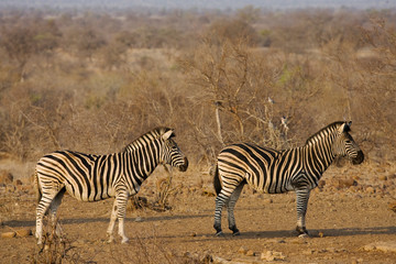 Fototapeta na wymiar Two Plains Zebra?s in Kruger National Park in South Africa during the dry season.
