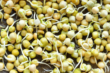 Bean Sprouts.microgreen Foliage Background.sprout vegetables germinated from high quality organic plant seed on linen mat