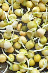 Bean Sprouts.microgreen Foliage Background.sprout vegetables germinated from high quality organic plant seed on linen mat