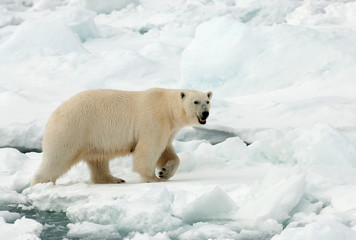 Fototapeta na wymiar Polar Bear (Ursus maritimus) standing on ice flow of Svalbard, arctic Norway. A threatened species from the arctic.