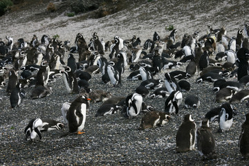 Obraz premium Kolonia Pingwinów Magellana (Spheniscus magellanicus) w pobliżu Ushuaia, w Argentynie, z jednym włóczęgą Gentoo Penguin.