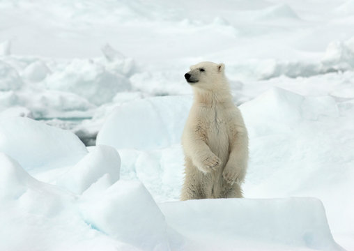 Polar Bear (Ursus maritimus) standing on ice flow of Svalbard, arctic Norway. A threatened species from the arctic.