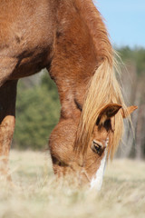 Close up of chestnut horse grazing in the pasture.